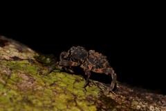 Methidrysis afflicta