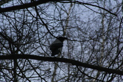 Corvus cornix
