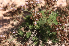Limonium linifolium