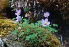 Paraquilegia microphylla