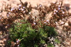 Limonium linifolium