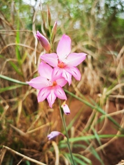 Gladiolus brachyphyllus