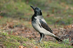 Corvus cornix