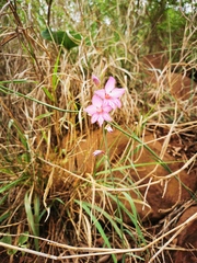 Gladiolus brachyphyllus