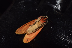 Spilarctia seriatopunctata
