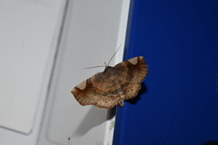 Pangrapta perturbans