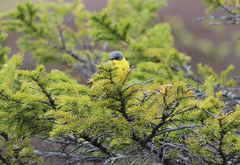 Motacilla flava thunbergi