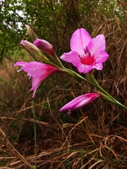 Gladiolus brachyphyllus