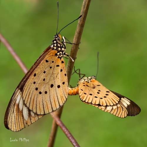 Whitebar Acraea