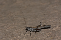 Tetana grisea