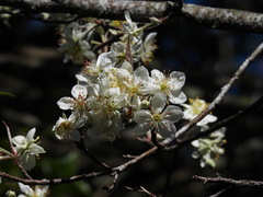 Malus koidzumii
