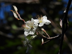 Malus koidzumii
