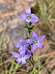 Wahlenbergia epacridea