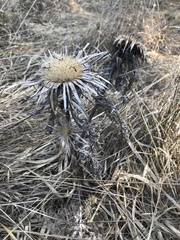 Carlina acaulis