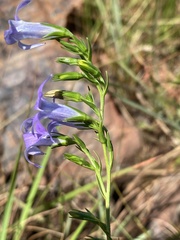 Wahlenbergia epacridea