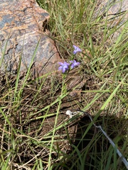 Wahlenbergia epacridea