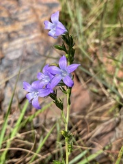 Wahlenbergia epacridea