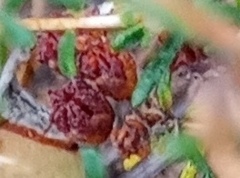 Agathosma foetidissima