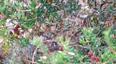 Agathosma foetidissima