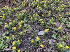Eranthis hyemalis