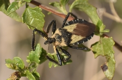 Apiomerus hempeli