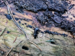 Pterostichus aethiops