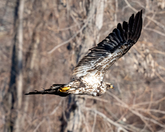 Haliaeetus leucocephalus