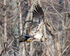 Haliaeetus leucocephalus