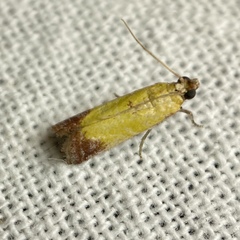Nephopterix chryserythra