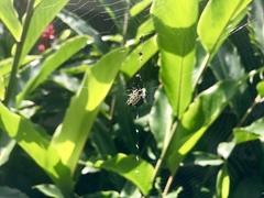 Gasteracantha cancriformis