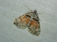 Dysstroma hersiliata