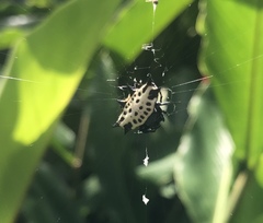 Gasteracantha cancriformis