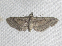 Eupithecia longidens