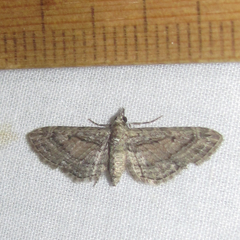 Eupithecia longidens