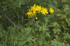 Crepis lyrata