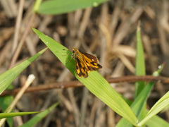 Taractrocera archias