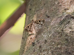 Rhimphaliodes macrostigma