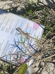 Anolis sagrei