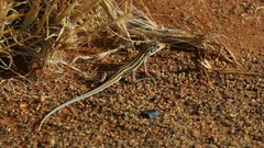 Meroles suborbitalis