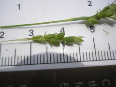 Carex laxiculmis
