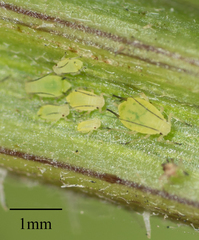 Aphis coreopsidis