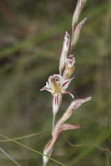 Gladiolus permeabilis