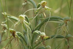 Habenaria kraenzliniana