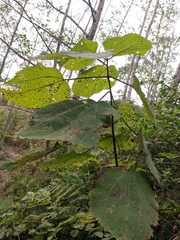 Boehmeria macrophylla