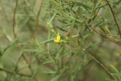 Melolobium subspicatum