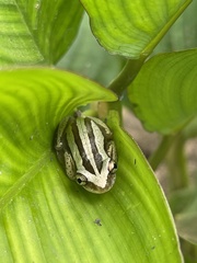 Afrixalus fulvovittatus