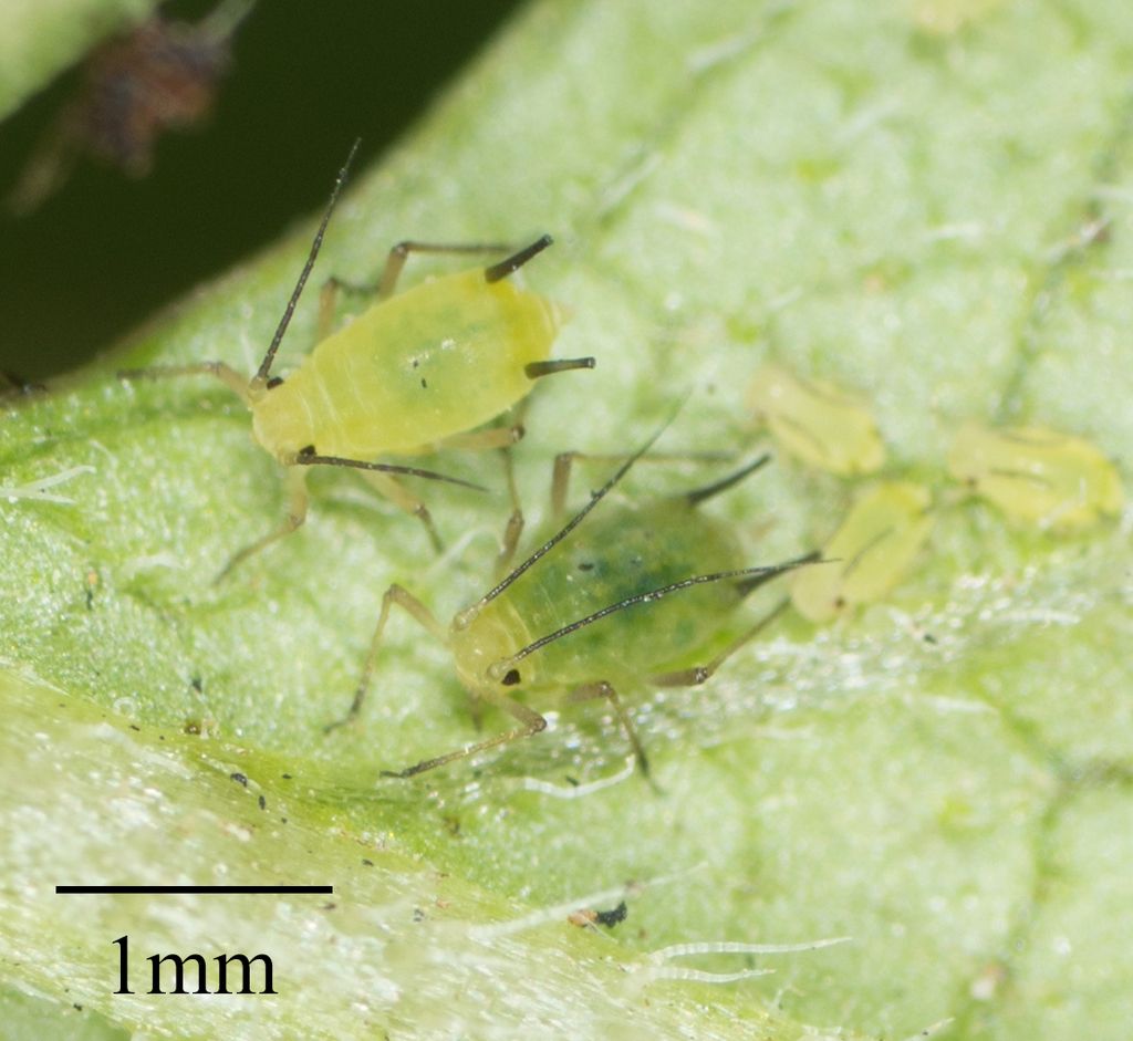 Tupelo-blackjack Aphid