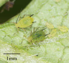 Aphis coreopsidis