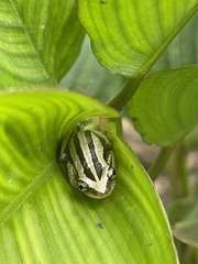 Afrixalus fulvovittatus