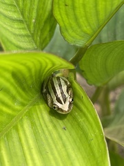 Afrixalus fulvovittatus